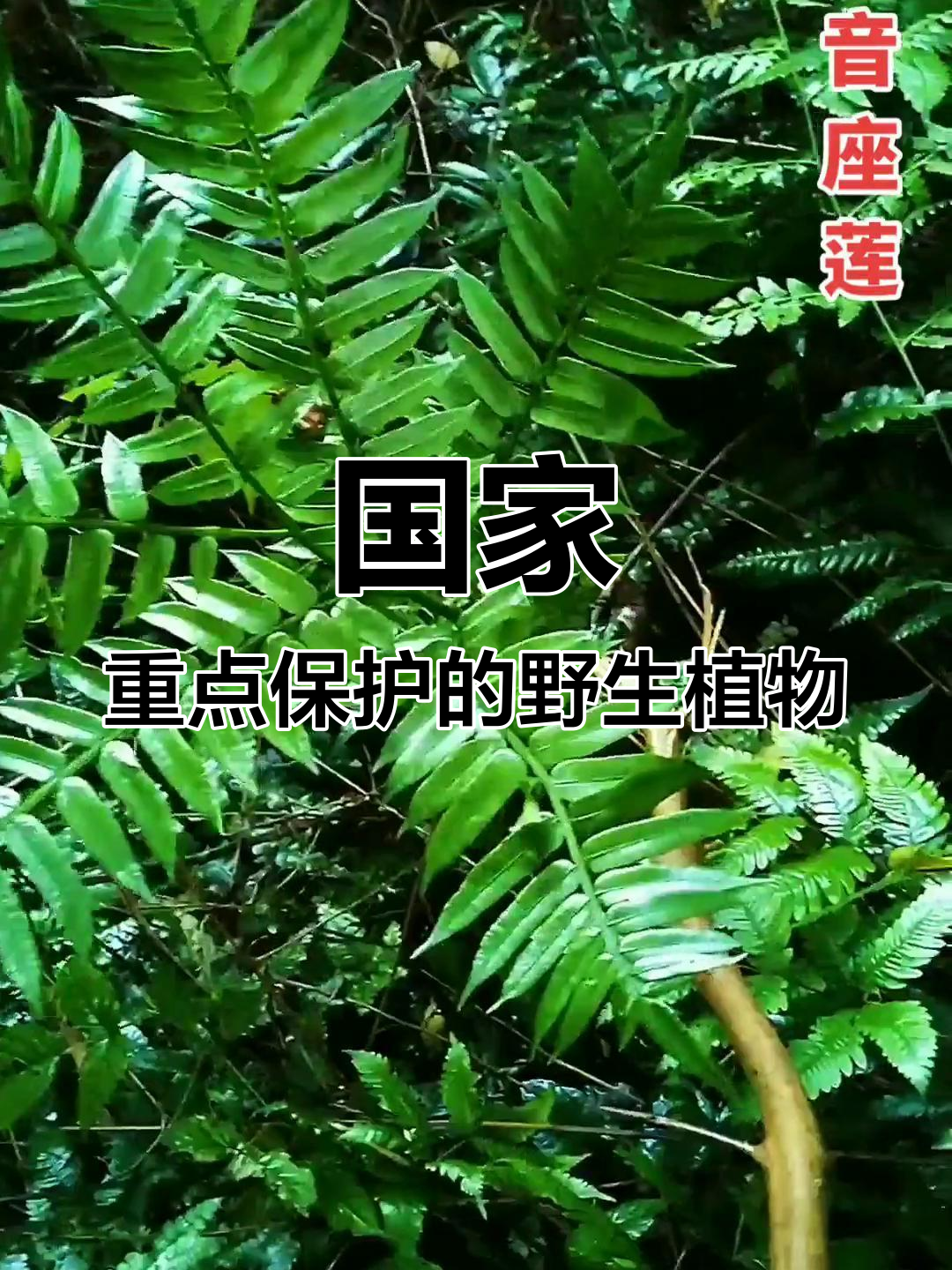 观音莲座蕨:国家二级保护植物