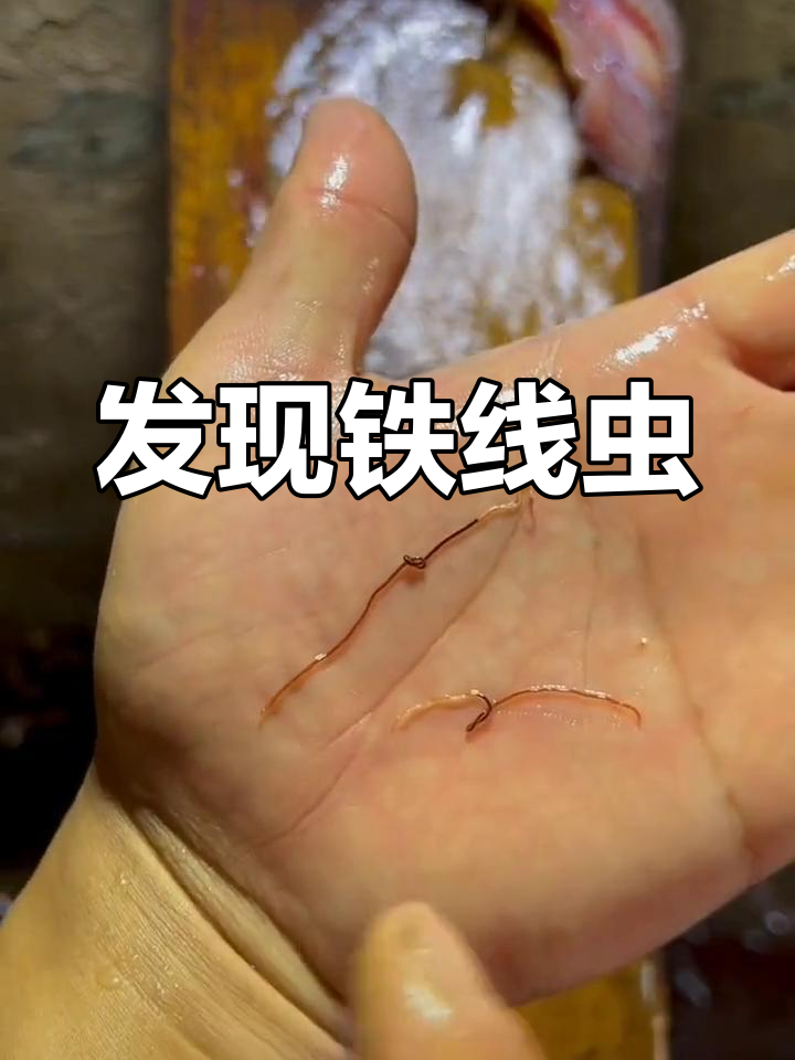 铁线虫感染现场实拍