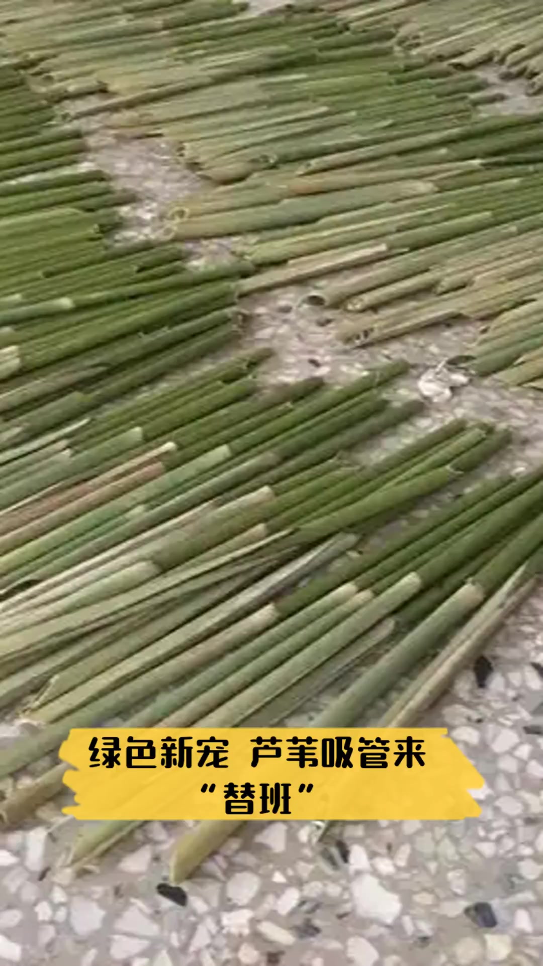 芦苇吸管生产过程图片