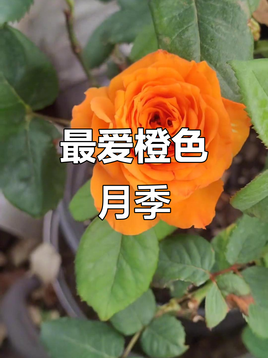 橙色月季的浪漫魅力,最爱它的色彩
