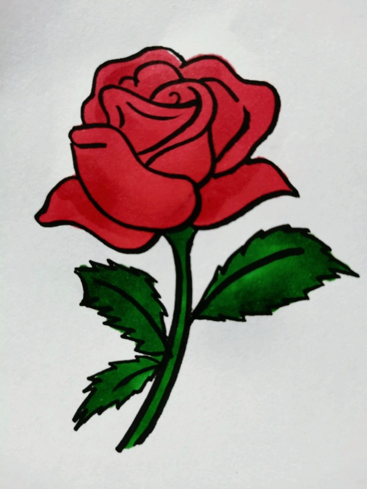 7笔画玫瑰花 花朵图片