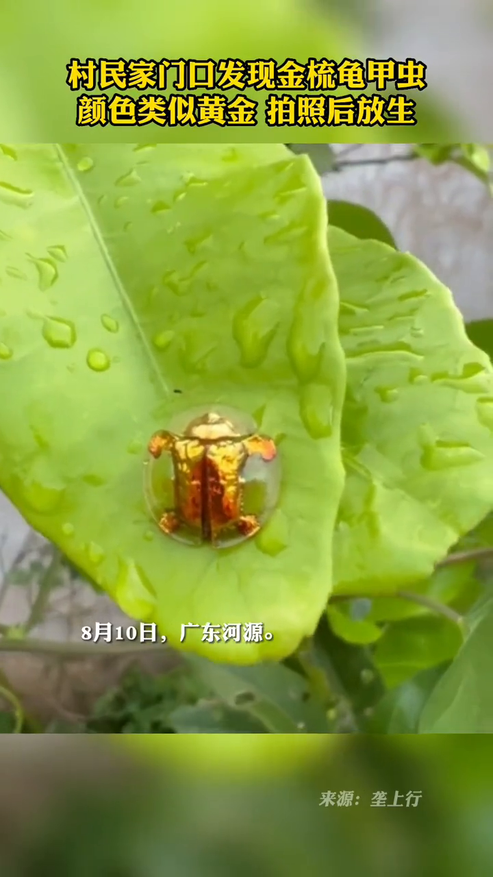 村民家门口发现金梳龟甲虫,颜色似黄金