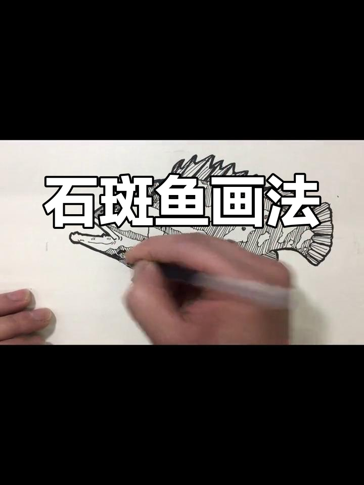 简笔画教程:如何绘制石斑鱼