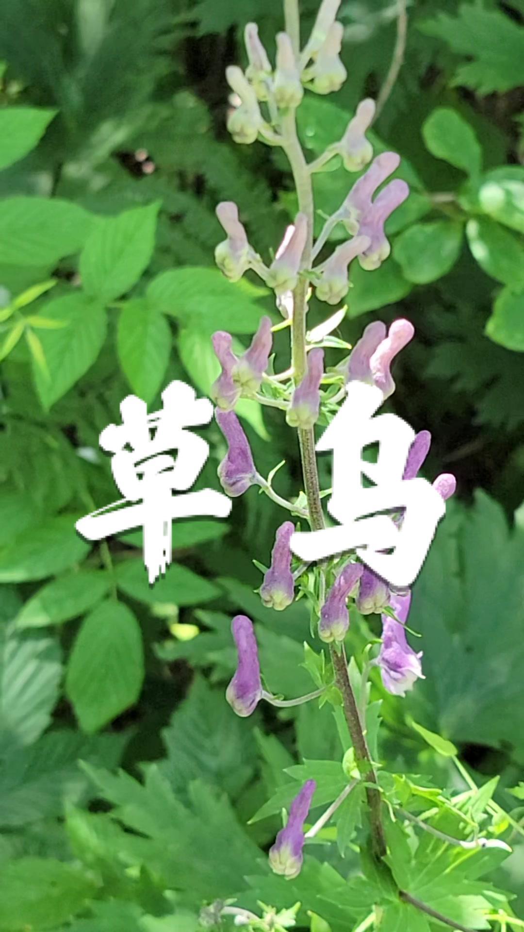 草乌 川乌 乌头 识百草 你的家乡有这种植物吗 一种比川乌还要毒的
