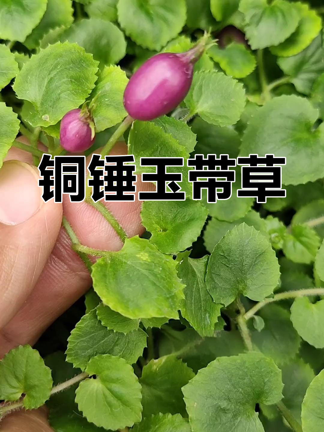 铜锤玉带草:桔梗科半边莲属草本植物