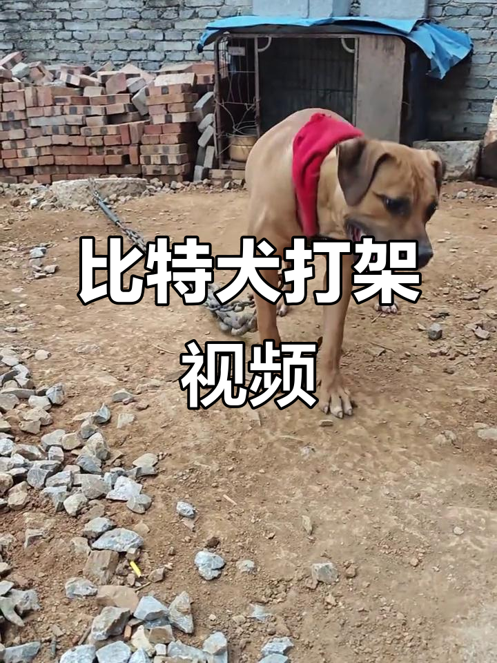 比特犬激烈对决,斗狗现场震撼来袭