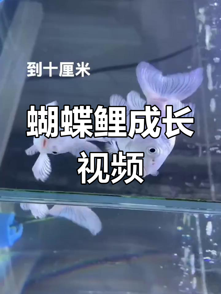 从三厘米到四十厘米,蝴蝶鲤成长全纪录