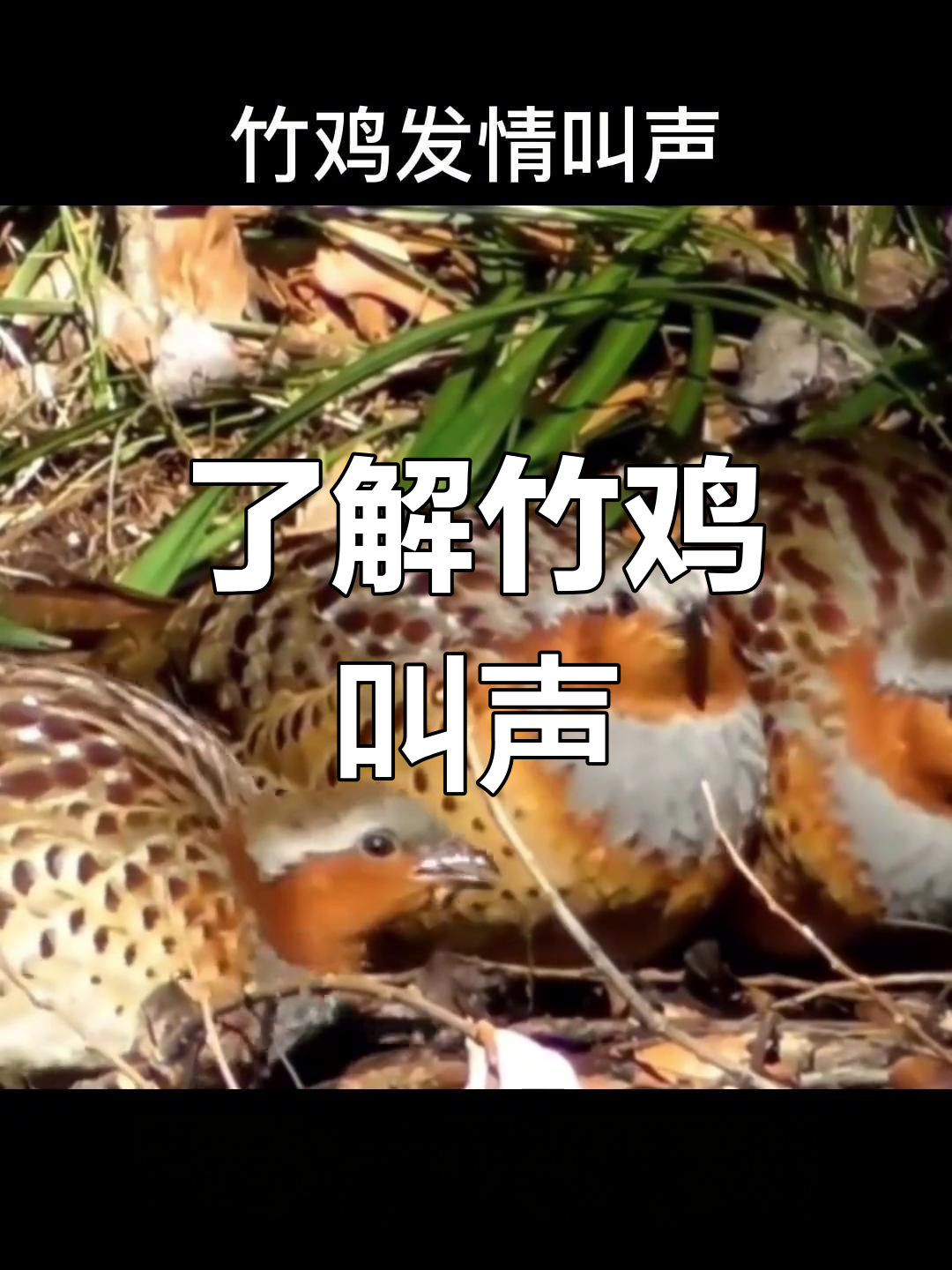 竹鸡叫声解析:50秒掌握含义