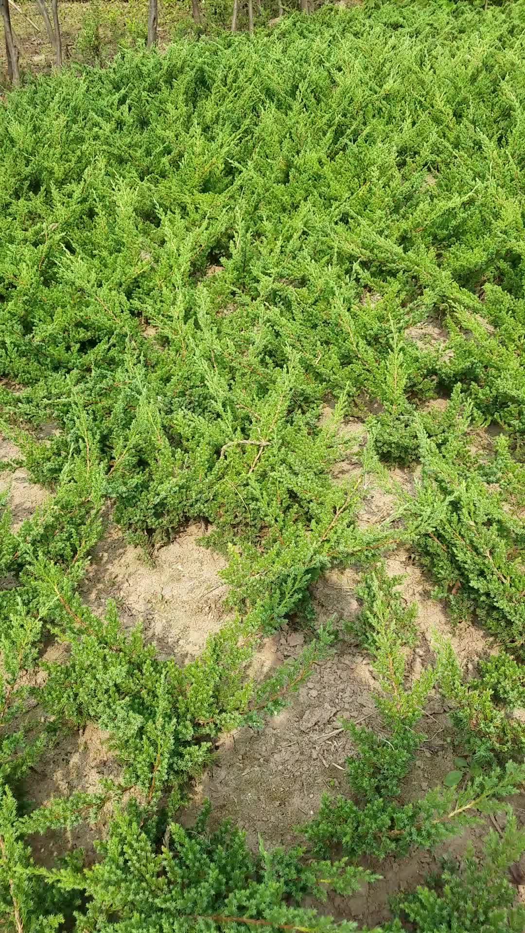 铺地柏苗-铺地柏图片-铺地柏价格-度小视