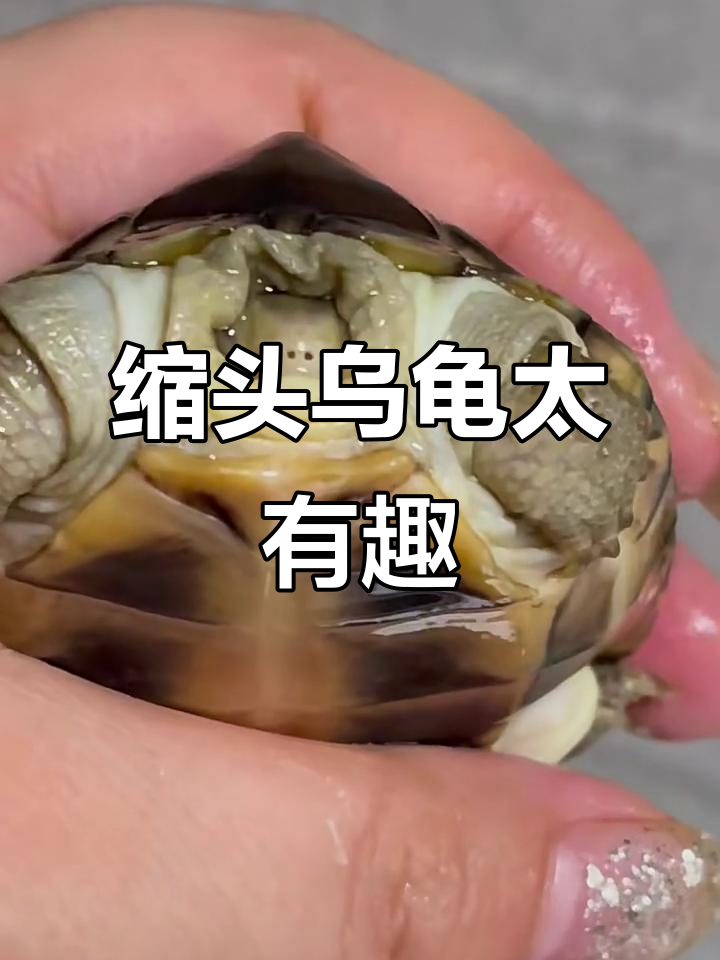 缩头乌龟的搞笑时刻,简直笑翻了!