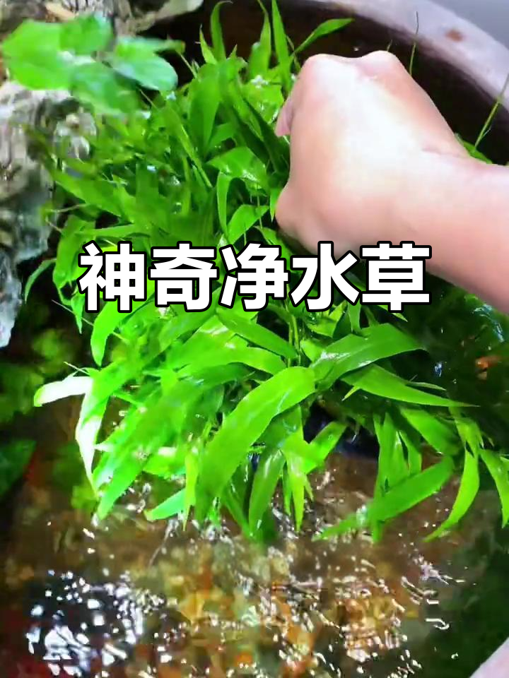 南美青竹草,生长迅速且易养活,水质净化效果惊人!