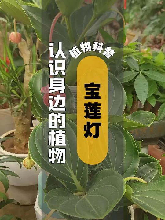 宝莲灯扫把星图片