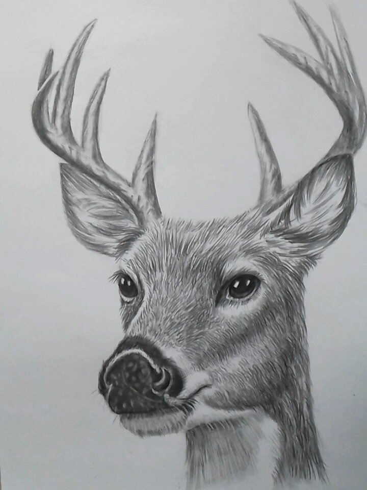 简单易学的素描动物鹿画法