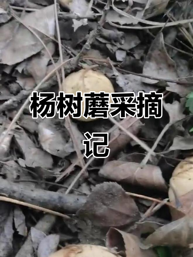 捡蘑菇的乐趣:杨树蘑与大自然的馈赠