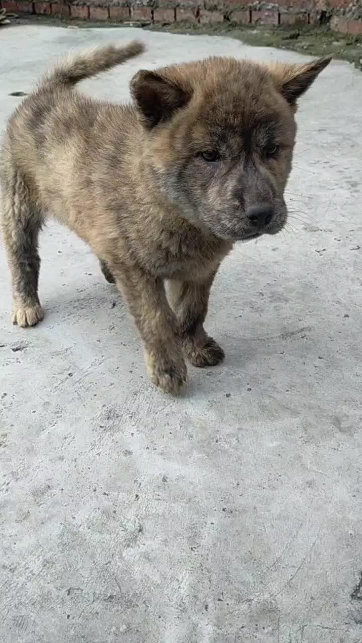 大头版小虎斑在两条陌生大狗面前吃食物中华田园犬喜欢中华田园犬请