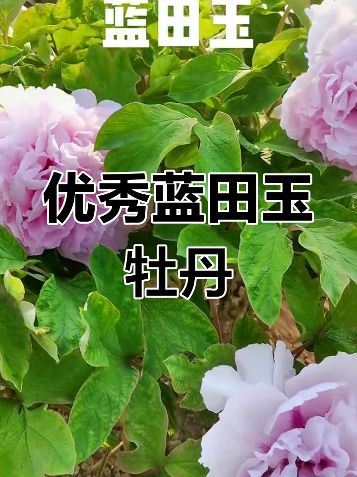 蓝田玉牡丹花真实图片图片