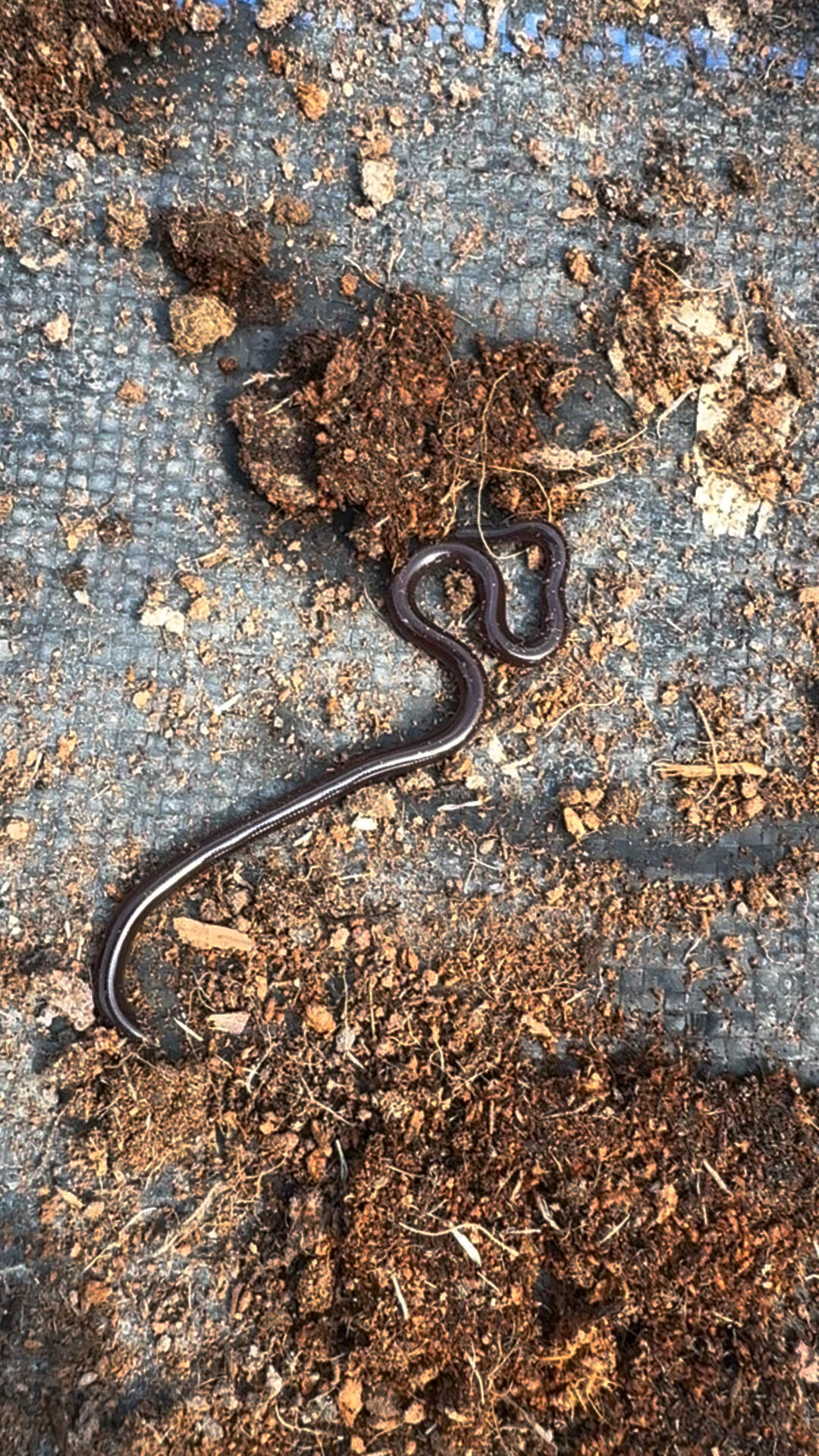 这应该是世界上最小的蛇了