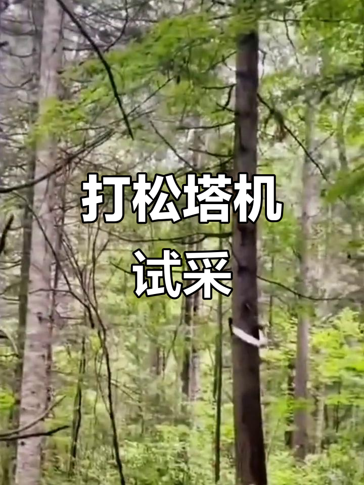 松塔采摘大挑战,机器能否成功?