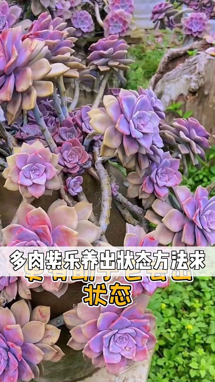 多肉紫乐养出状态方法求