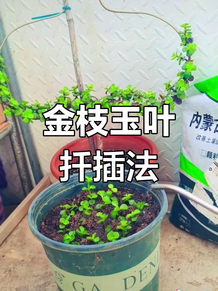 冬季扦插金枝玉叶,轻松成活技巧