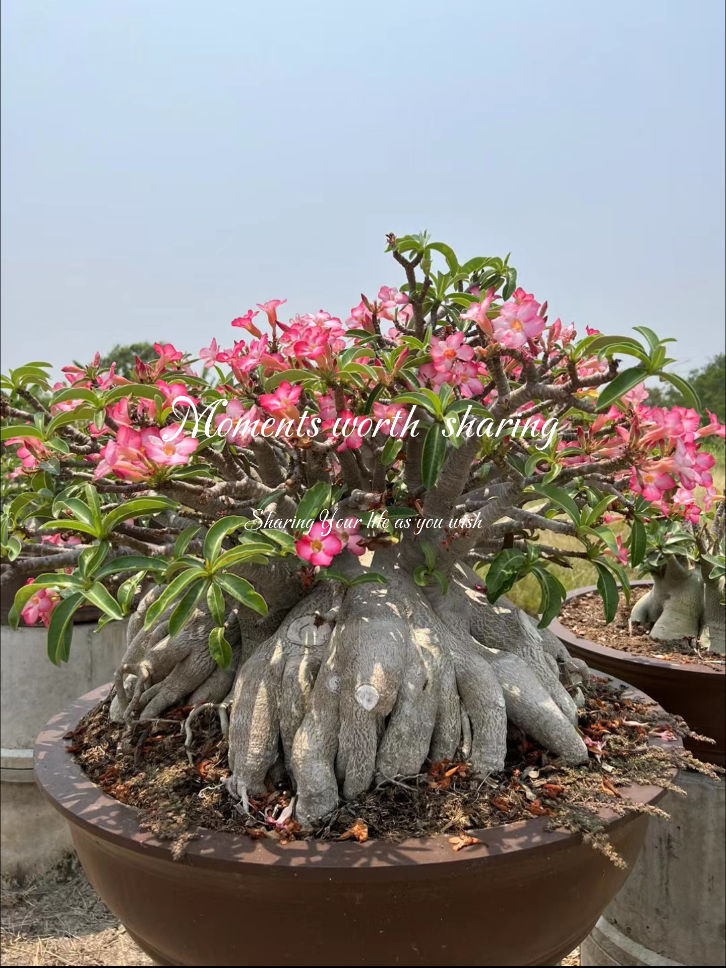 特大八爪泰国进口哥斯拉沙漠玫瑰-度小视