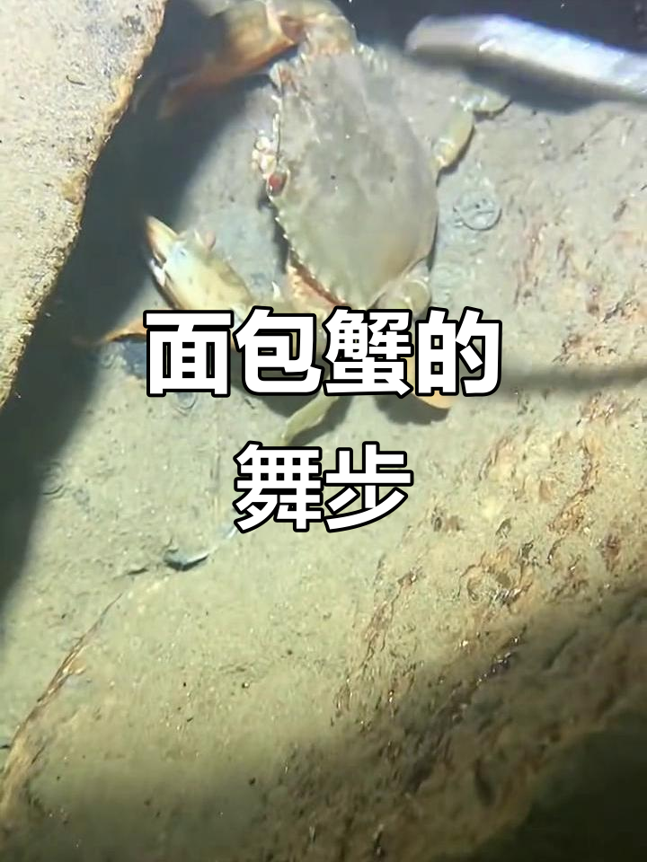面包蟹走路像大姑娘,太有趣了!