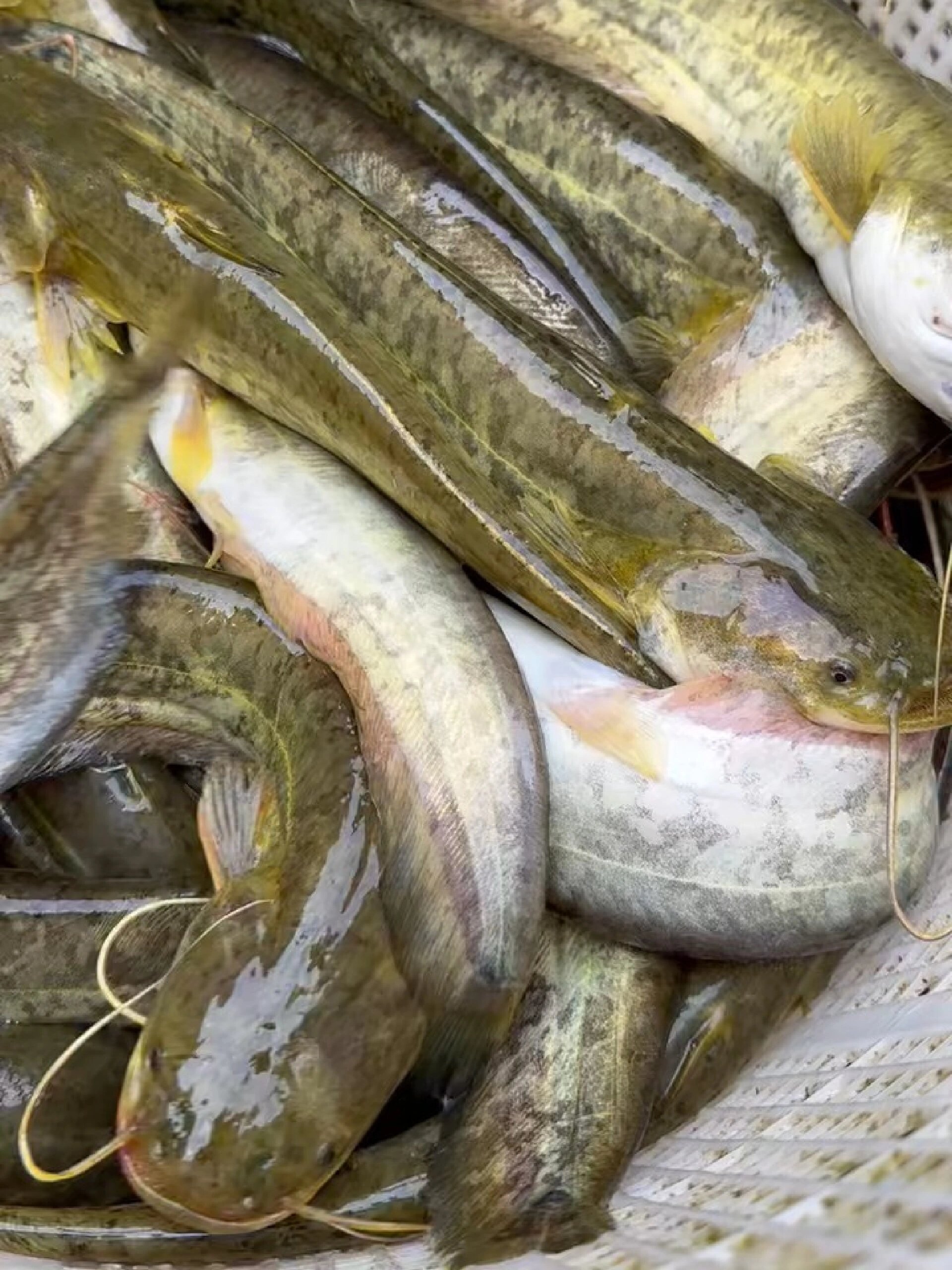 正宗野生小鲶鱼