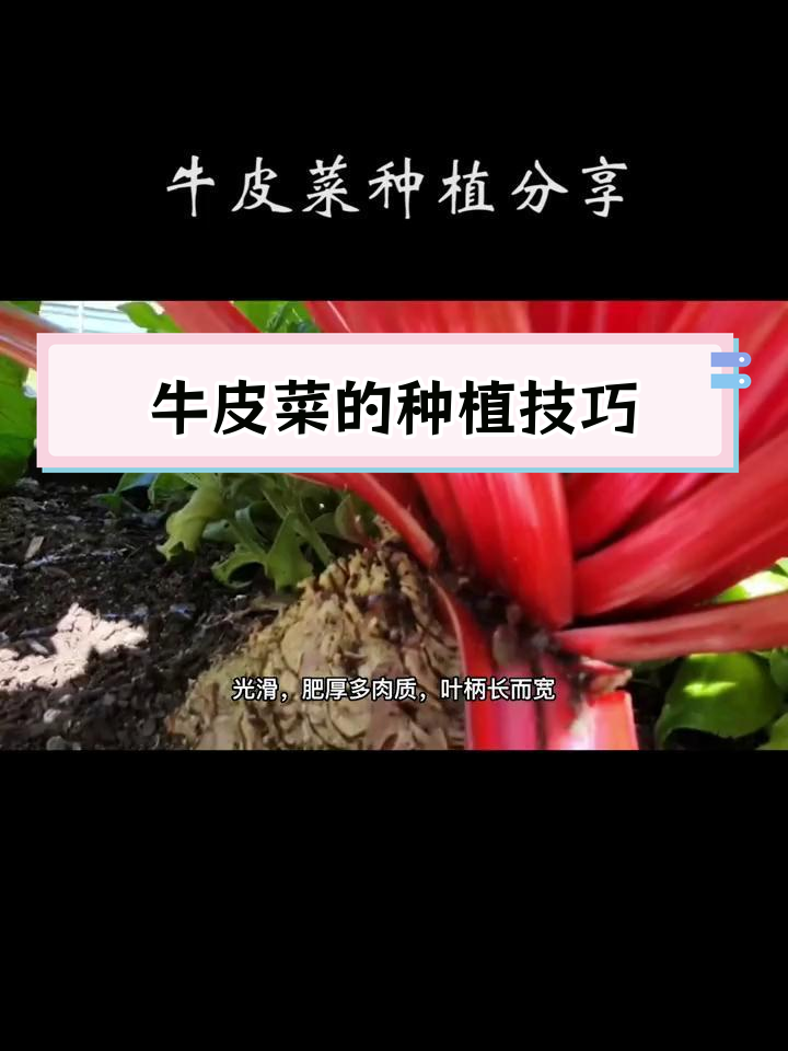 牛皮菜种植全攻略
