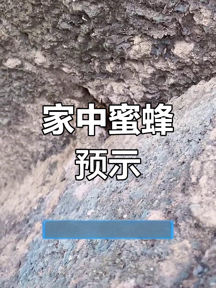 梦见好多野蜜蜂是什么预兆(做梦梦到很多野蜂)