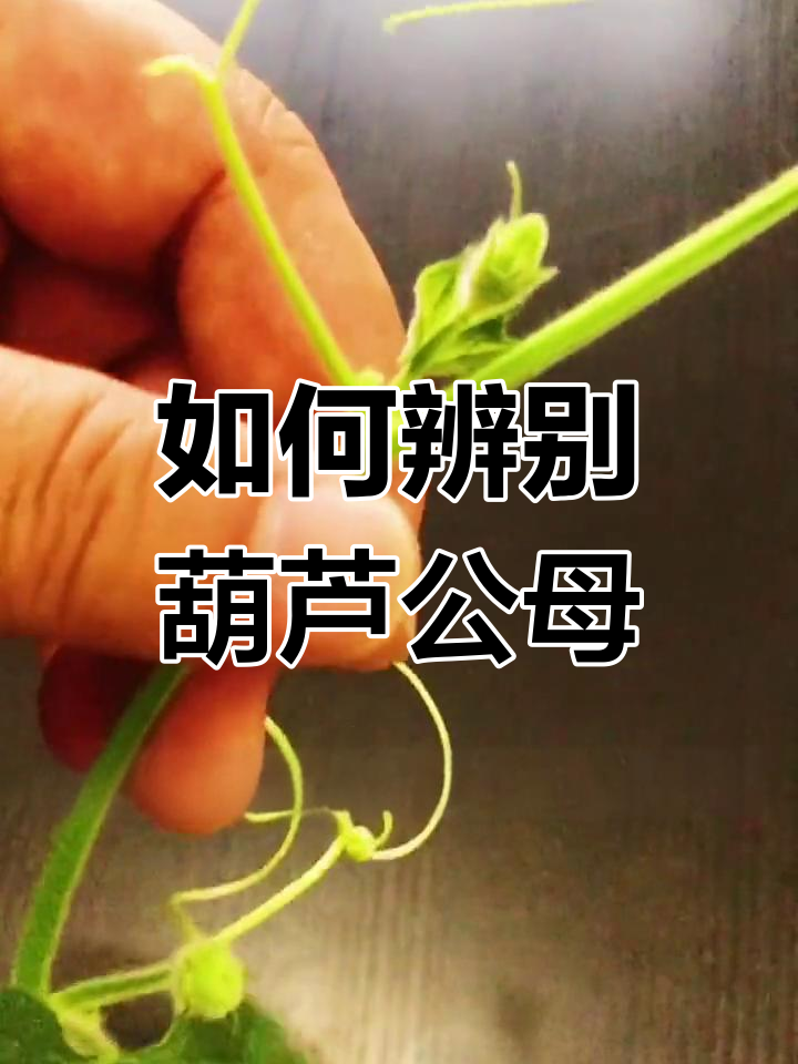 葫芦雌雄花分辨技巧