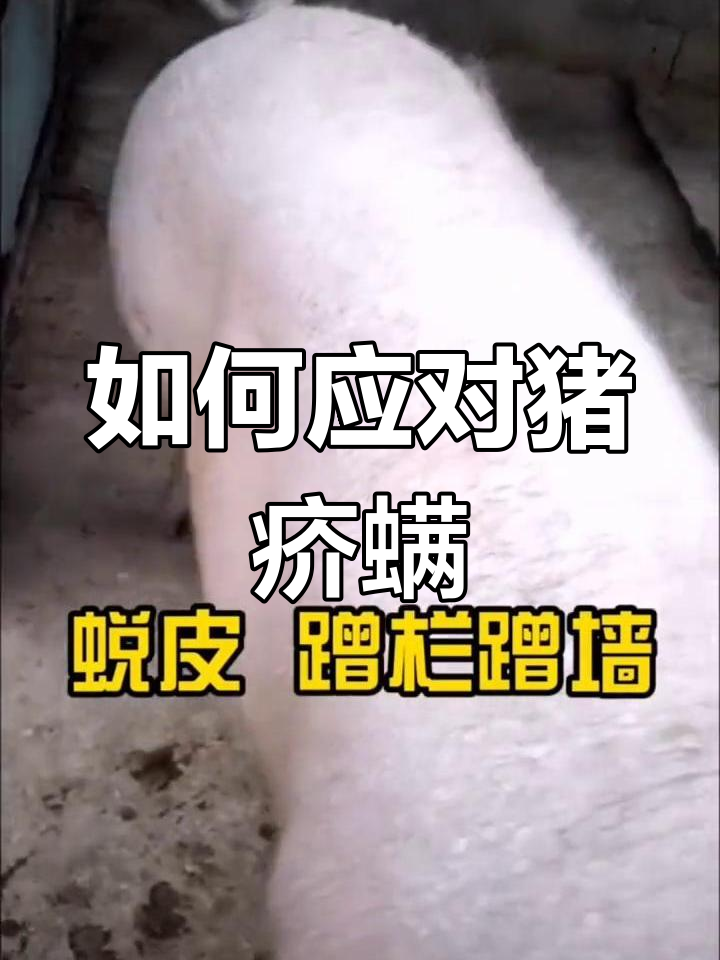 土方治猪疥螨图片