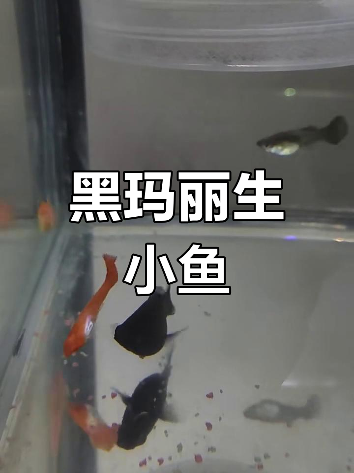 黑玛丽鱼诞下新生命,宝宝萌态十足