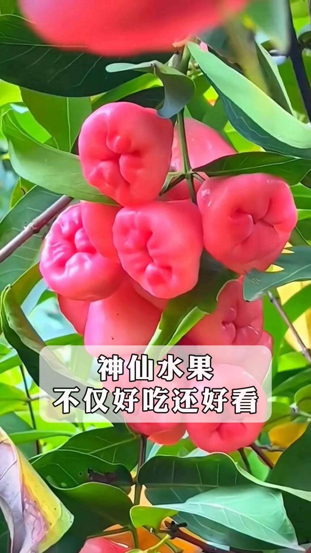 神仙水果,不仅好吃还好看!