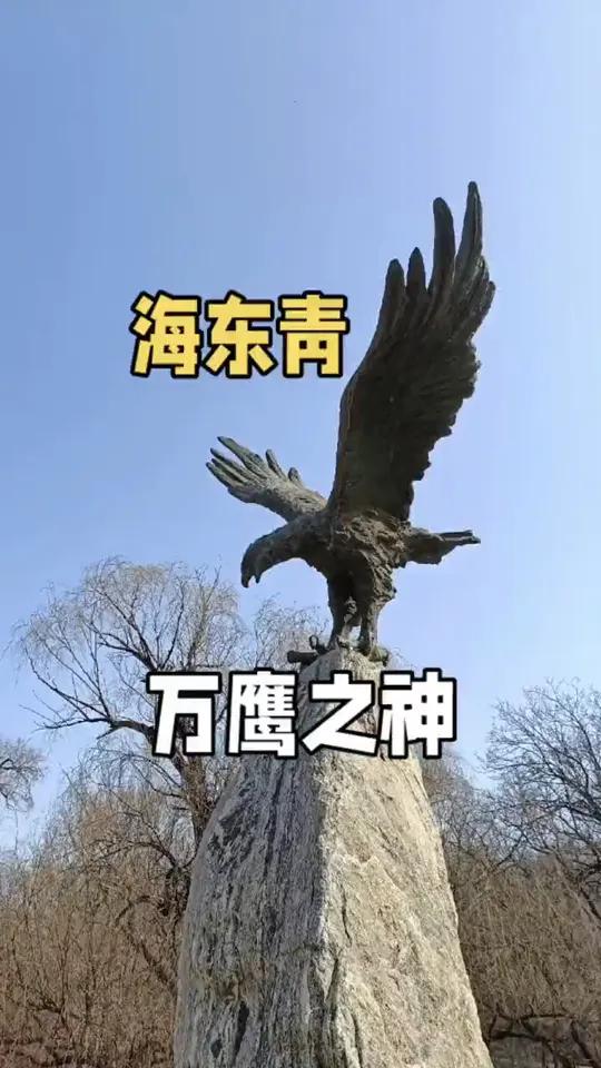 海东青被称为万鹰之神,据说十万只鹰里才会出现一只海东青