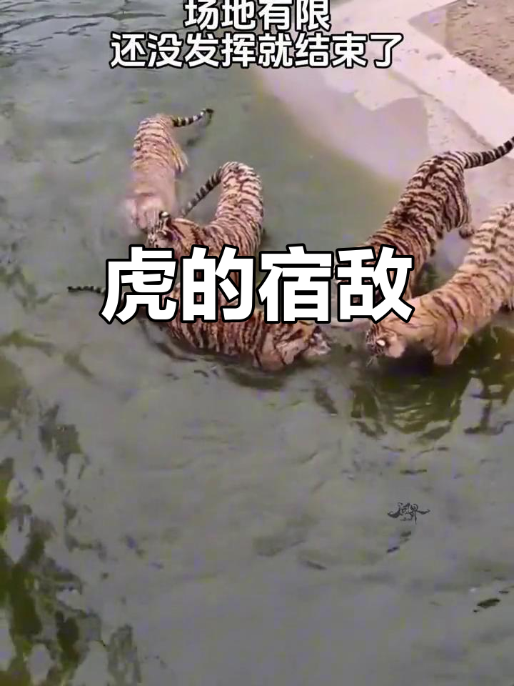 老虎的天敌,揭秘神奇动物