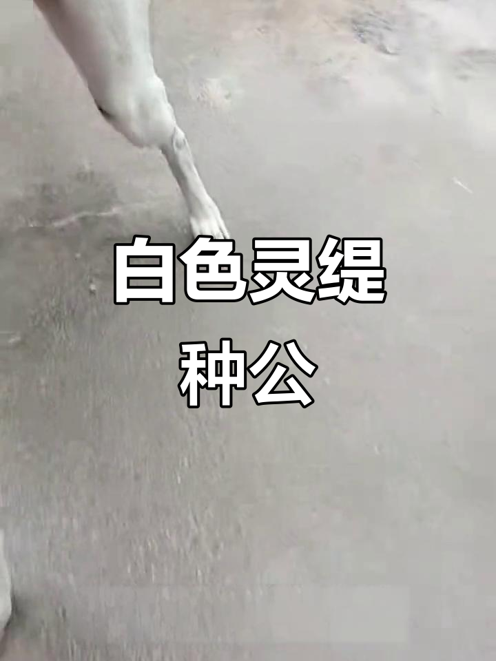 纯白灵缇种公大白龙,八个月大双脊背豆豆重