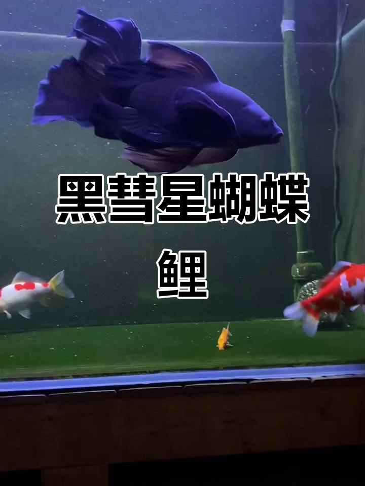 黑彗星蝴蝶鲤:神秘与美丽的完美结合