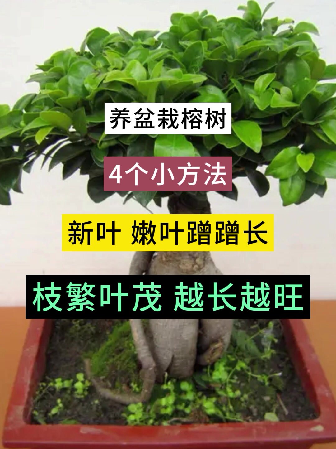 养盆栽榕树,4个小方法,新叶嫩叶蹭蹭长