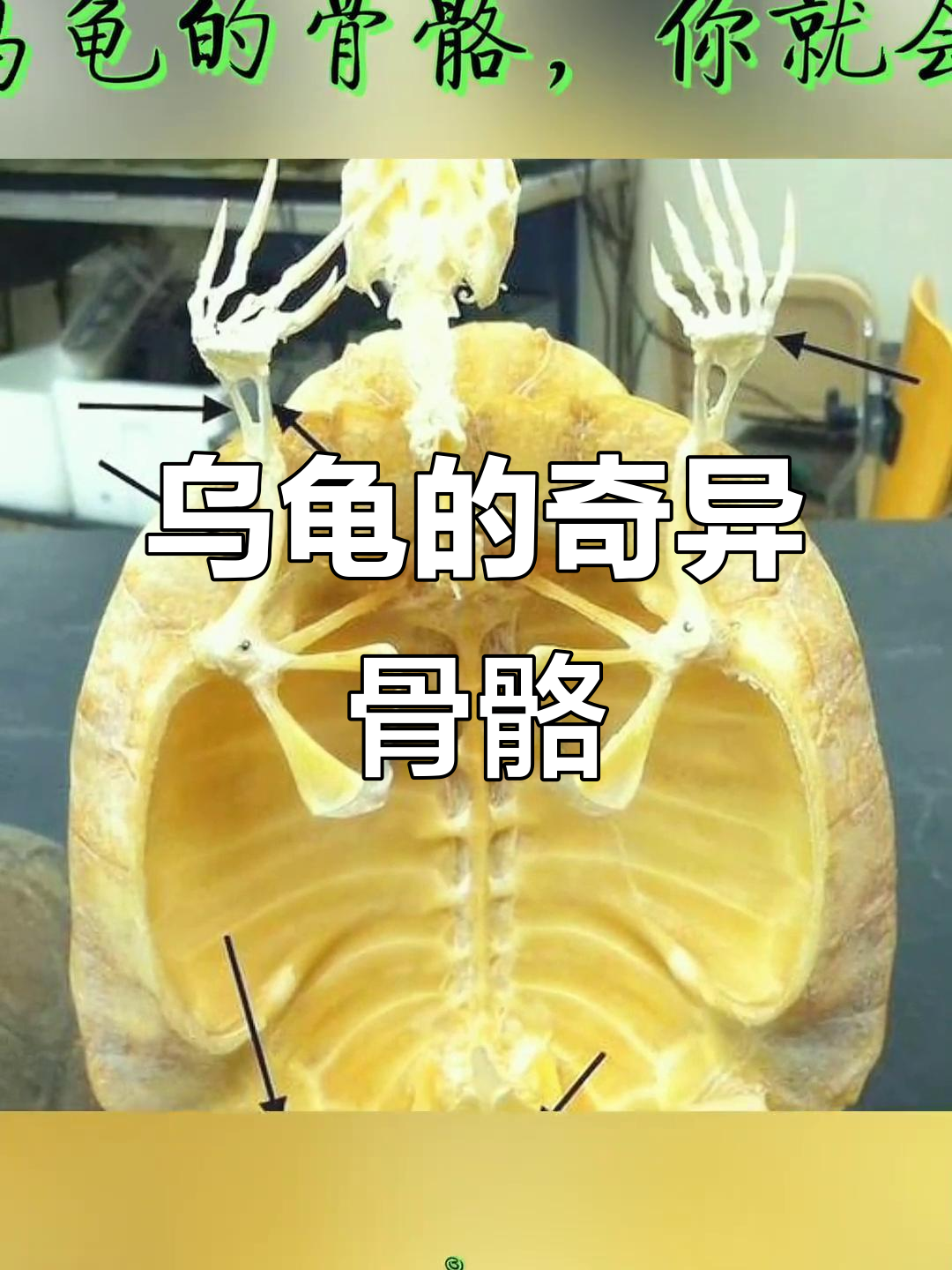 乌龟骨骼揭秘,为何它是世界上最诡异的动物之一