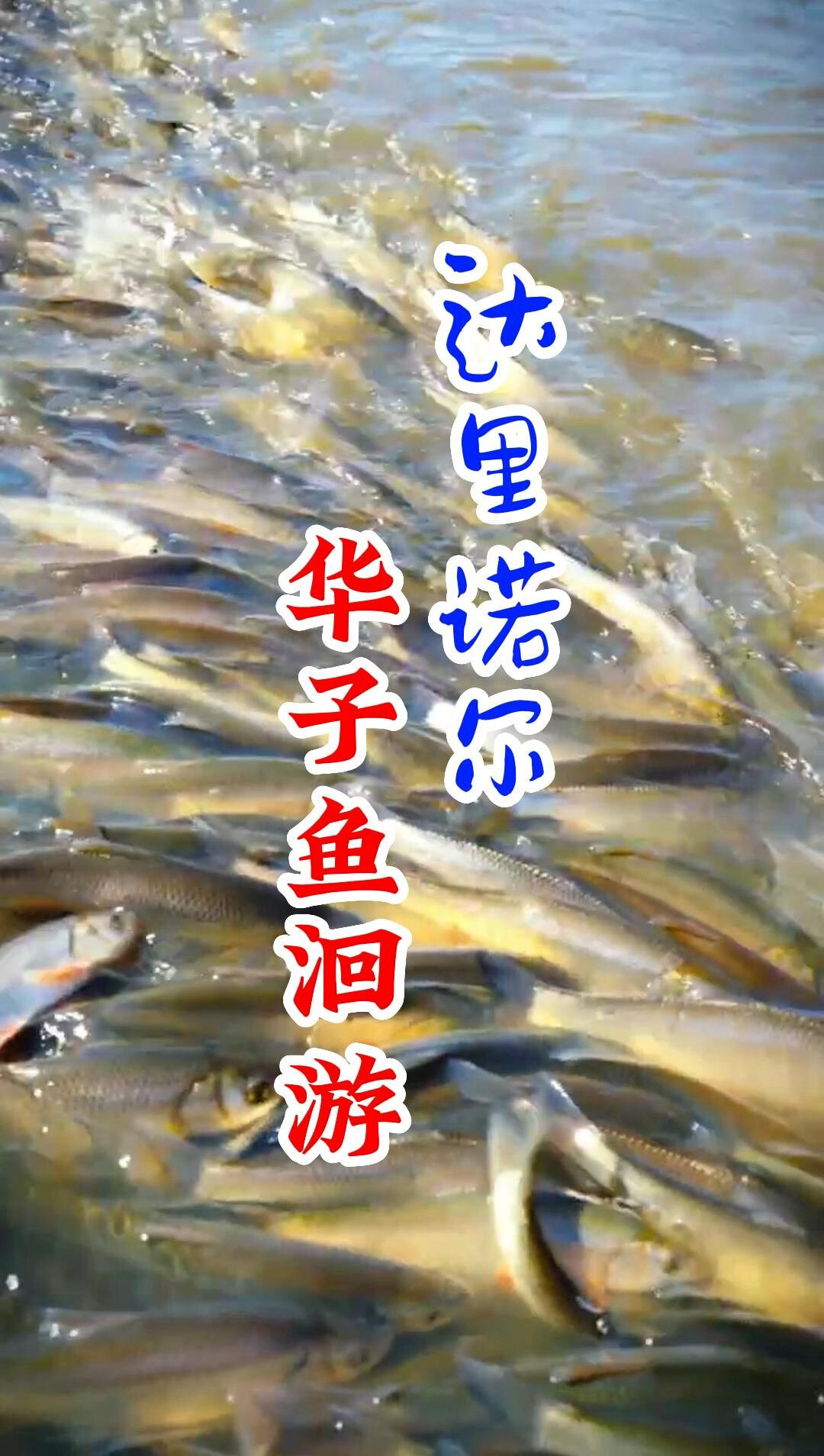 克什克腾旗达里湖华子鱼洄游即将开始!