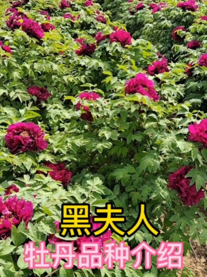 牡丹品种介绍,黑夫人牡丹,建议收藏转发