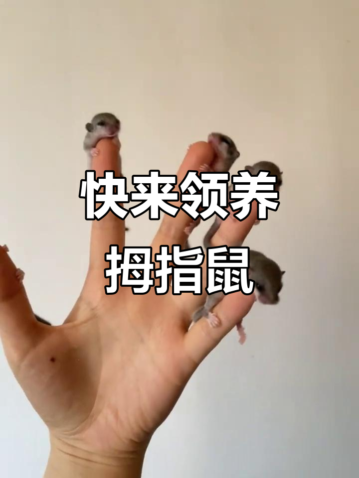 谁还没见过拇指鼠?超萌小宠物等你来领养!