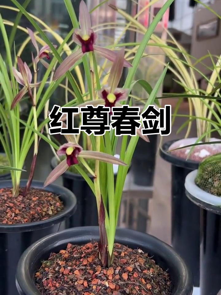 春剑红尊:紫红花朵高雅别致,香气扑鼻