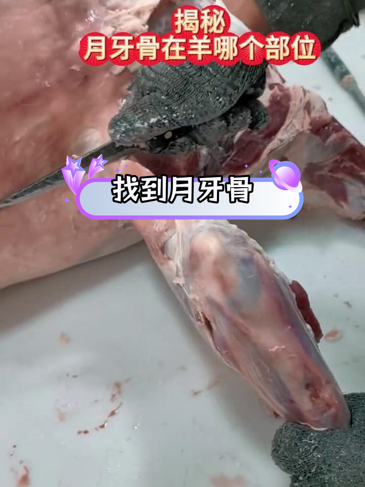 月牙骨的准确位置揭秘