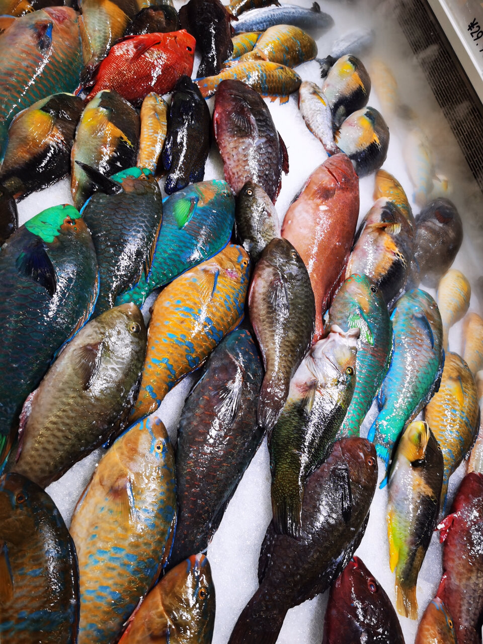 fudi 西沙群岛的鱼