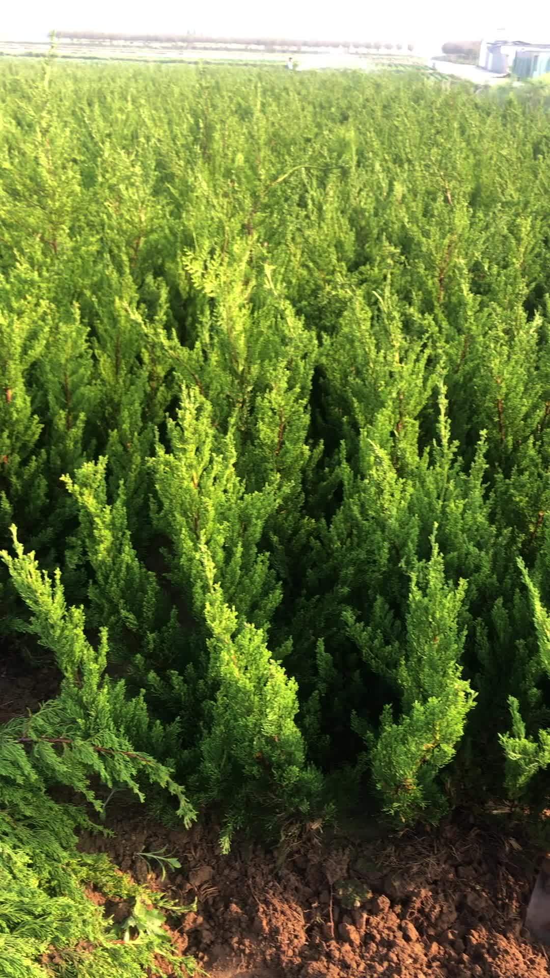 大量供应绿化苗木供应 苗木种植基地 小龙柏基地 小龙柏-度小视