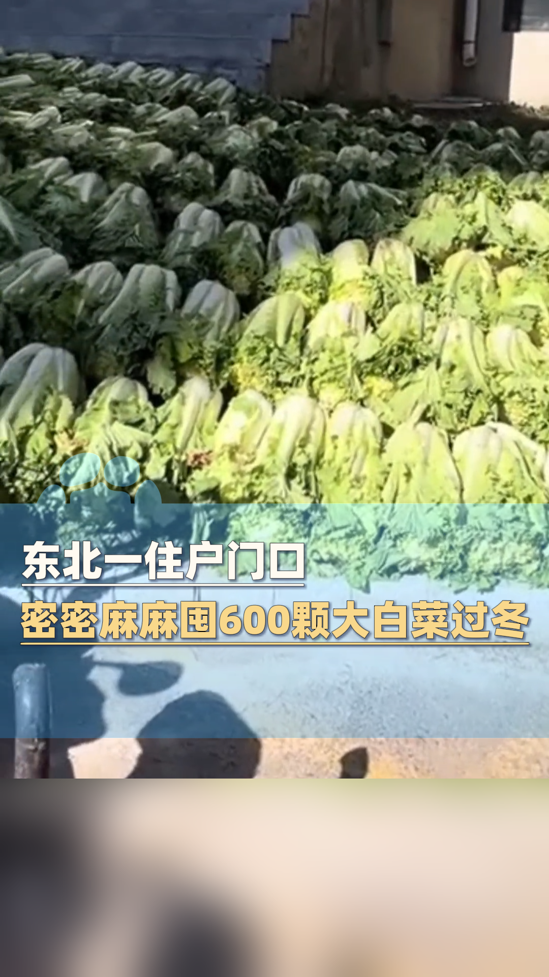 东北住户门口密密麻麻囤600颗大白菜过冬
