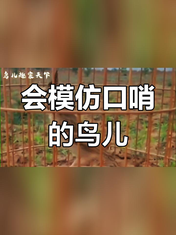 凤头百灵鸟叫声大全图片