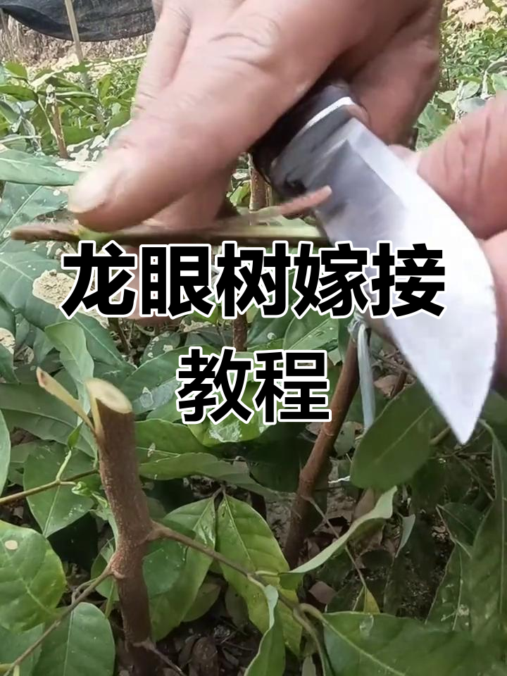 龙眼嫁接技巧大揭秘,轻松掌握