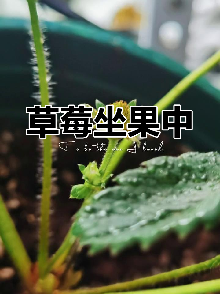 草莓授粉成功图片